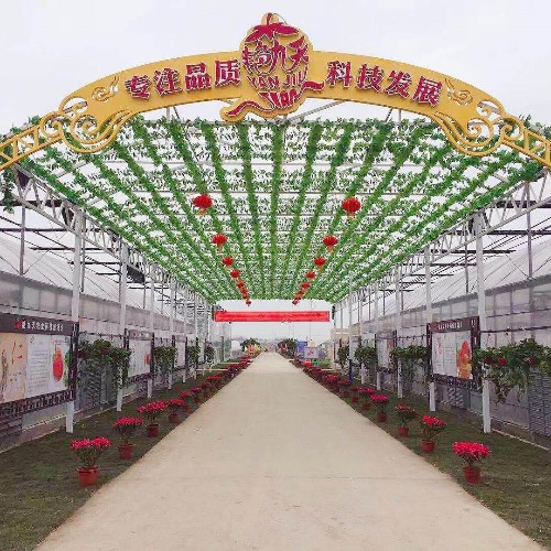 艷九天-參觀學(xué)習(xí)，鞏固草莓產(chǎn)業(yè)脫貧致富成效