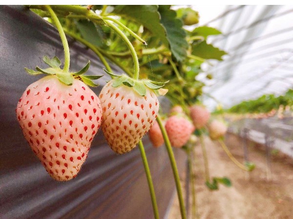 你真的了解脫毒草莓苗么？