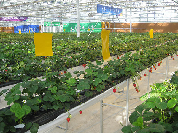 艷九天分享草莓苗培育具體措施！