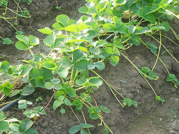 草莓種植者該如何選擇草莓品種？