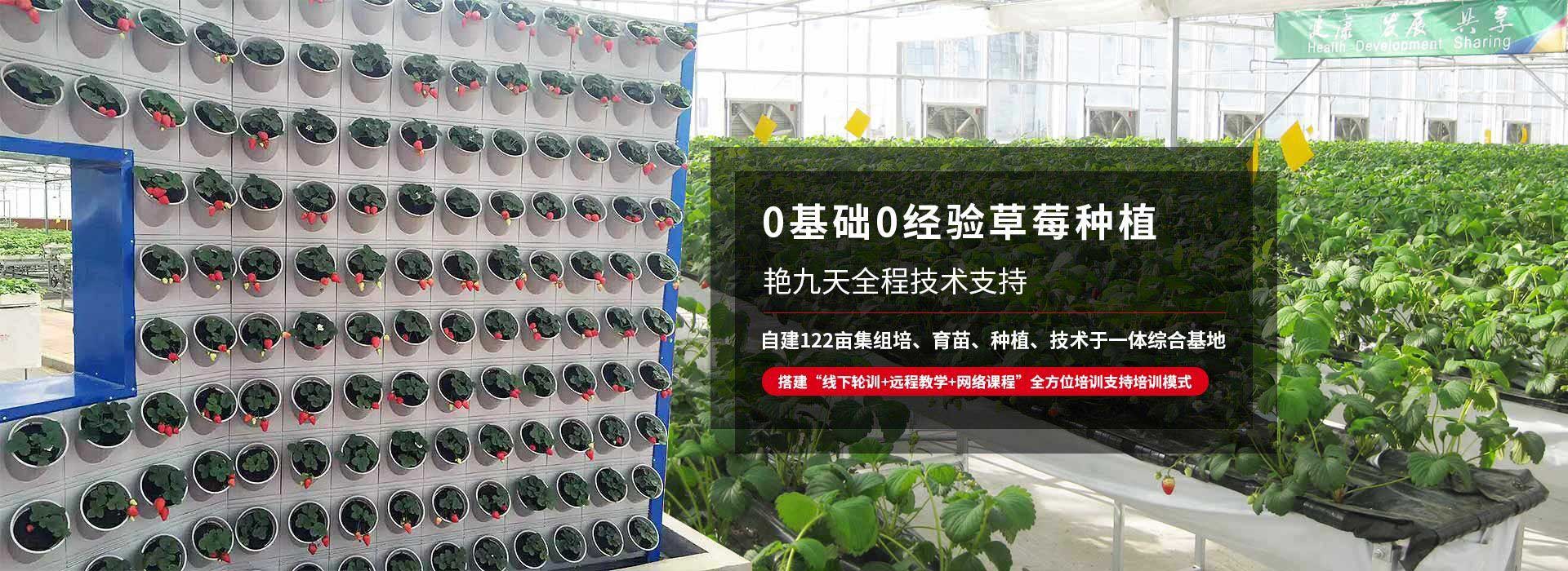 0基礎(chǔ)0經(jīng)驗(yàn)草莓種植、艷九天全程技術(shù)支持