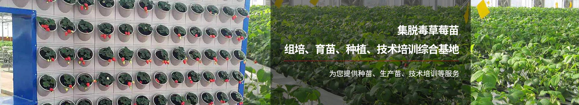 艷九天為您提供種苗、生產(chǎn)苗、技術(shù)培訓(xùn)等服務(wù)