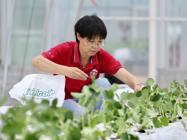 又一年的栽種季開始了，歡迎廣大農(nóng)戶預(yù)定！