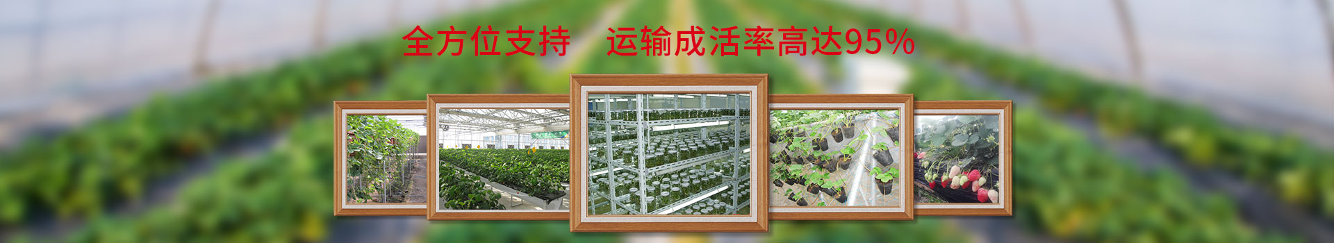 艷九天全方位支持，運輸成活率達(dá)95%